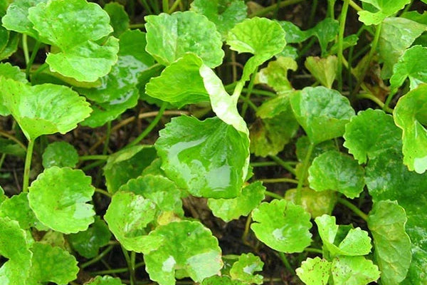 Brahmi: the Ayurveda “Herb of Grace”