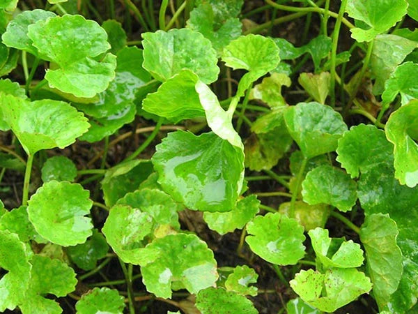 Brahmi: the Ayurveda “Herb of Grace”