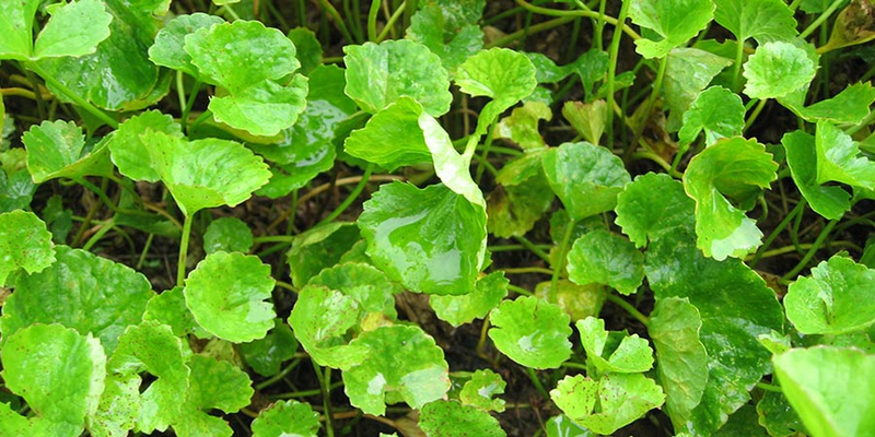 Brahmi: the Ayurveda “Herb of Grace”