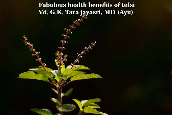 Fabulous Health Benefits of Tulsi