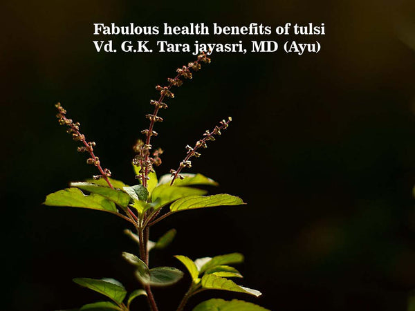 Fabulous Health Benefits of Tulsi