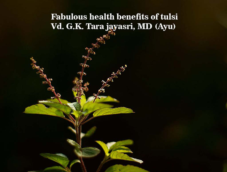 Fabulous Health Benefits of Tulsi