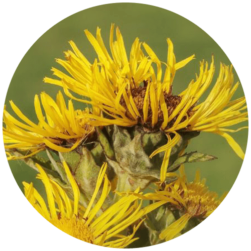 Pushkaramula (Inula racemosa)